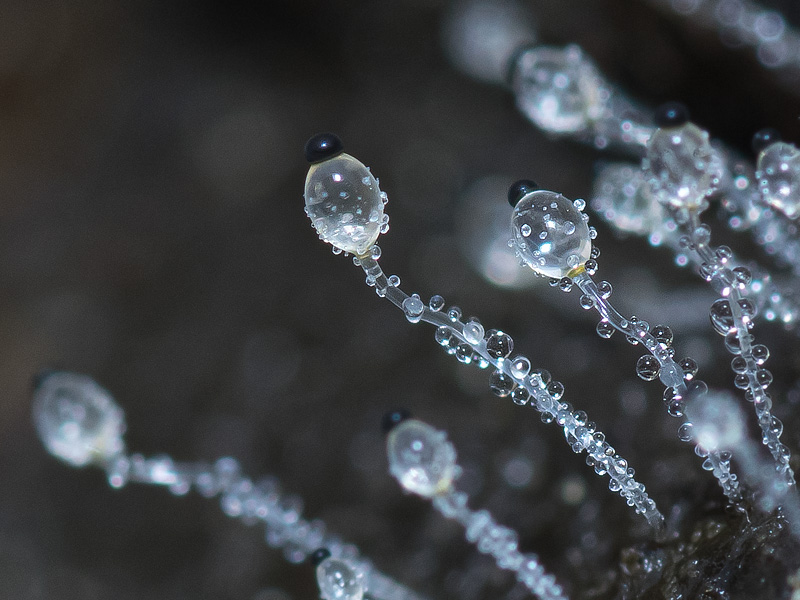 Pilobolus crystallinus